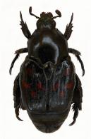 Cnemida lacerata   (Germar, 1824)