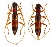 Stenoidion schmidi   Martins & Galileo, 2009 ♂ & ♀