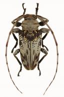 Oreodera flavopunctata  Fuchs, 1958