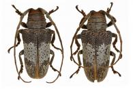 Oncideres multicincta  Dillon & Dillon, 1946  ♂ & ♀