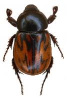 Cyclocephala pugnax  Arrow, 1914