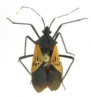 Leptoscelis limbativentris Breddin, 1901