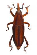 Dryophthorinae Gen sp24