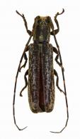 Cacostola variegata  Dillon & Dillon, 1946
