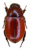 Cyclocephala munda  Kirsch, 1870