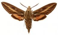 Hyles livornica  (Esper, 1780)