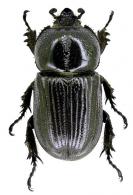 Homophileurus integer (Burmeister, 1847)