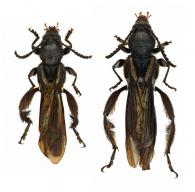 Charisia bleuzeni   (Penaherrera-Leiva & Tavakilian, 2003) ♂ & ♀