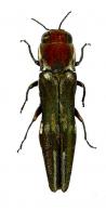 Agrilus magnificus Curletti & Brûlé, 2013