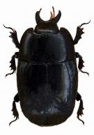 Hololepta sp4