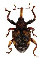 Conotrachelus sp7