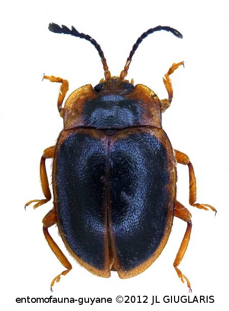 Anidrytus cf cinctipennis (Guerin-Meneville, 1857)