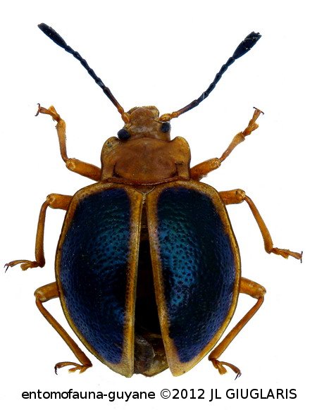 Corynomalus marginatus  (Fabricius, 1798)