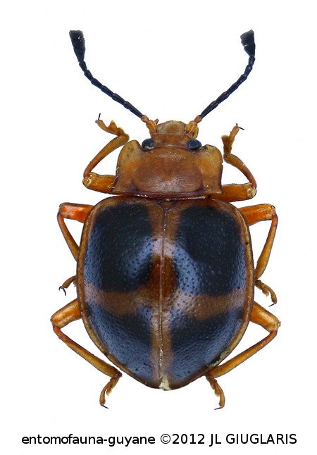 Corynomalus vestitus vestitus (Voet, 1798)