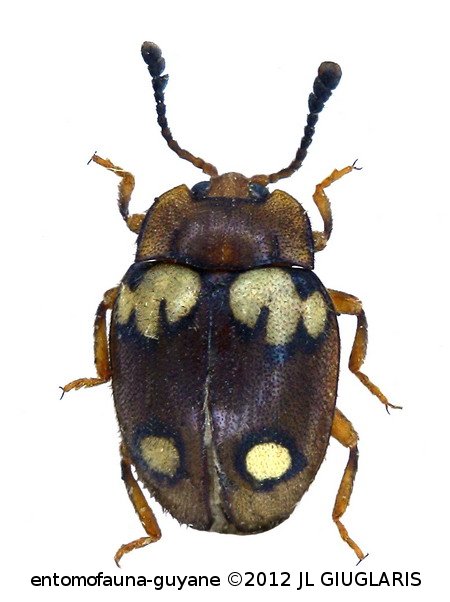 Epopterus sp1