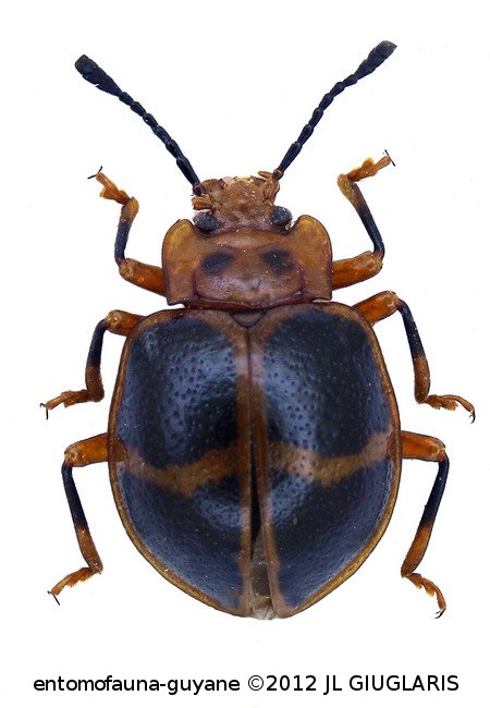 Corynomalus vestitus cinctus (Fabricius, 1801)