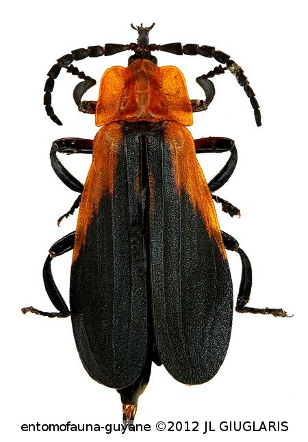 Lycidae Gen sp1