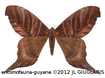 Paradaemonia gravis (Jordan, 1922)