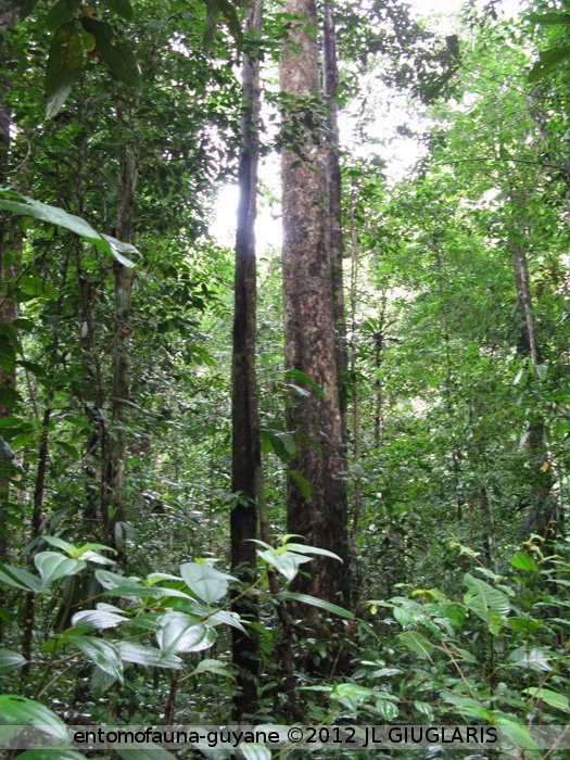 Forêt primaire 