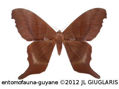 Paradaemonia platydesmia platydesmia (W.Rothschild, 1907)