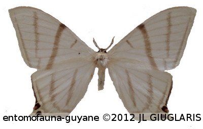 Therinia geometraria  Felder, 1832