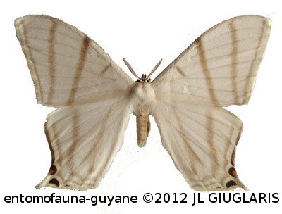 Therinia diffissa fortis  Jordan, 1924