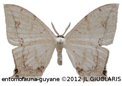 Therinia lactucina  (Cramer, 1780)