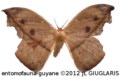 Oxytenis erosa  Jordan, 1924