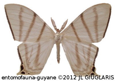 Therinia stricturaria    Hübner, 1831