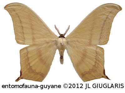 Therinia buckleyi buckleyi Jordan, 1924