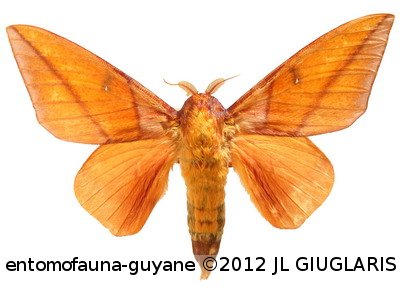 Adeloneivaia jason jason (Boisduval, 1872)