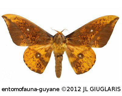 Eacles guianensis  Schaus, 1905