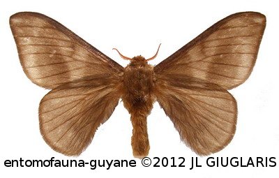 Hylesia umbrata  Schaus, 1911