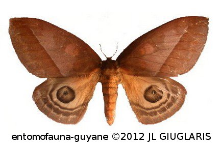 Automeris larra  (Walker, 1855)