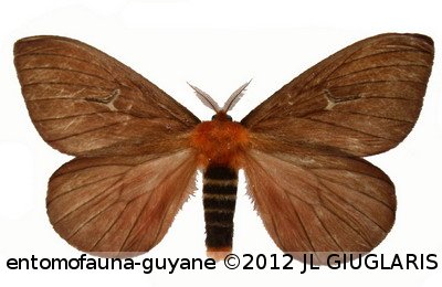 Cerodirphia apunctata   Dias & Lemaire, 1991