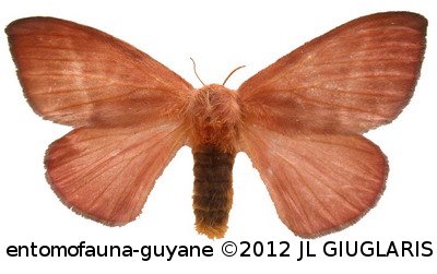 Hylesia ebalus  (Cramer, 1775)