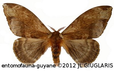Molippa simillima  Jones, 1907