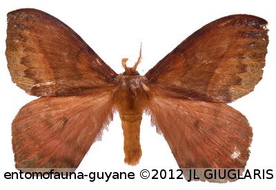 Hylesia aeneides  (Druce, 1897)