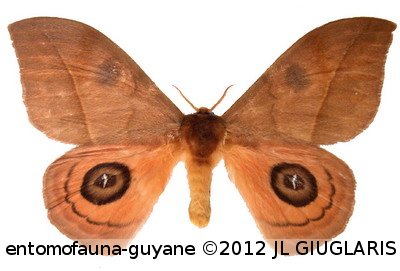 Automeris amonea amonea  (Boisduval, 1875)