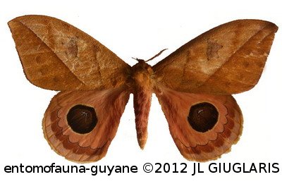 Pseudautomeris irene  (Cramer, 1779)