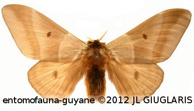 Dirphia panamensis panamensis  (Schaus, 1921)