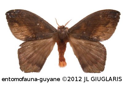 Hylesia moronensis  Lemaire, 1976