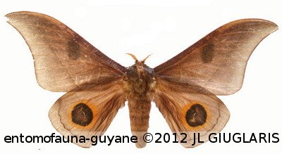 Leucanella maasseni  (Möschler, 1872)