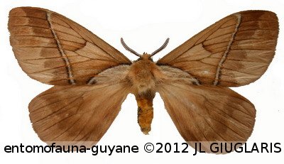 Pseudodirphia eumedide (Stoll, 1782)