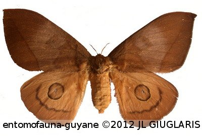 Automeris jucundoides (Schaus, 1906)  