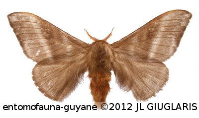 Hylesia olivenca  Schaus, 1927