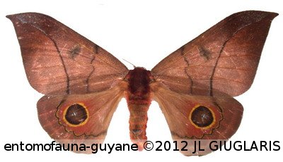 Automeris balachowskyi  Lemaire, 1966