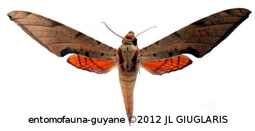Protambulyx strigilis  (Linné, 1771)