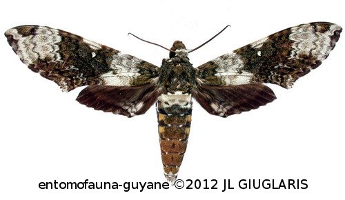 Manduca albiplaga (Walker, 1856)