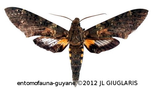 Cocytius mortuorum  Rothschild & Jordan, 1903